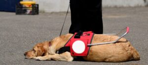assistance dog day