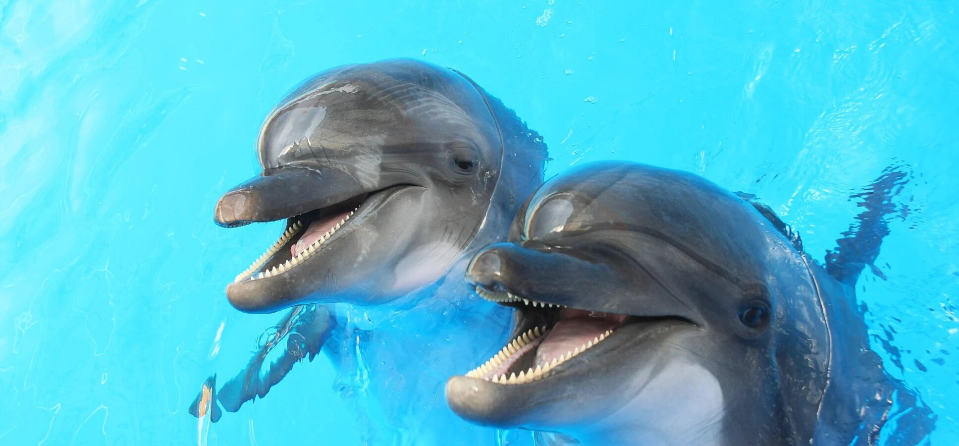 dolphin day