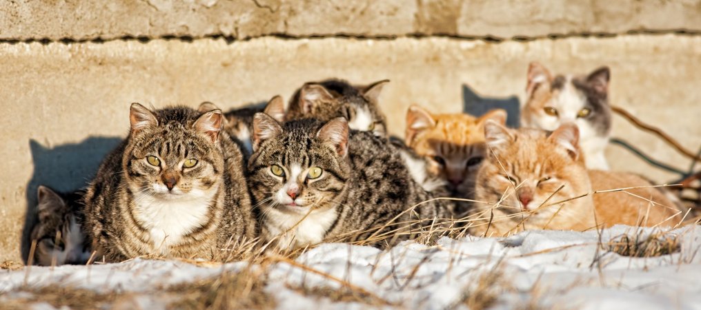 Feral Cat Day