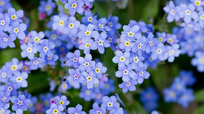 Forget-me-not Day