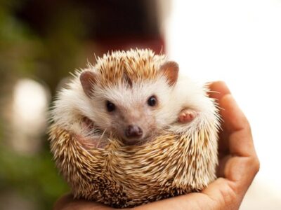 Hedgehog Day