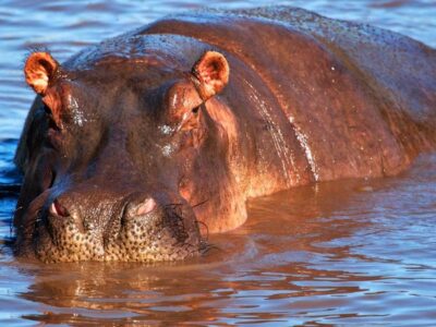 Hippo Day