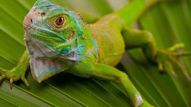 Iguana Awareness Day