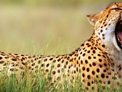 international cheetah day