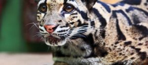 International Clouded Leopard Day