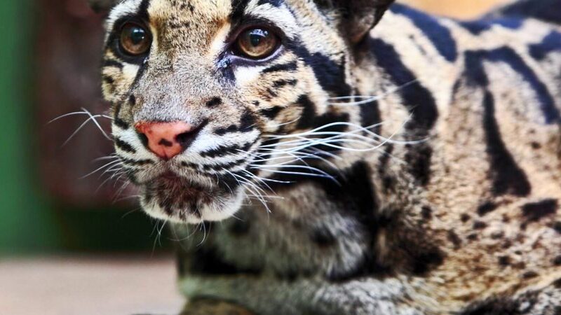 International Clouded Leopard Day