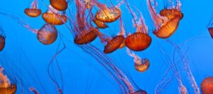 Jellyfish Day