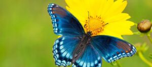 Learn About Butterflies Day