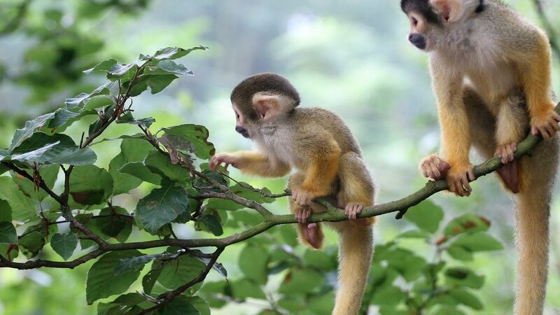 monkey day