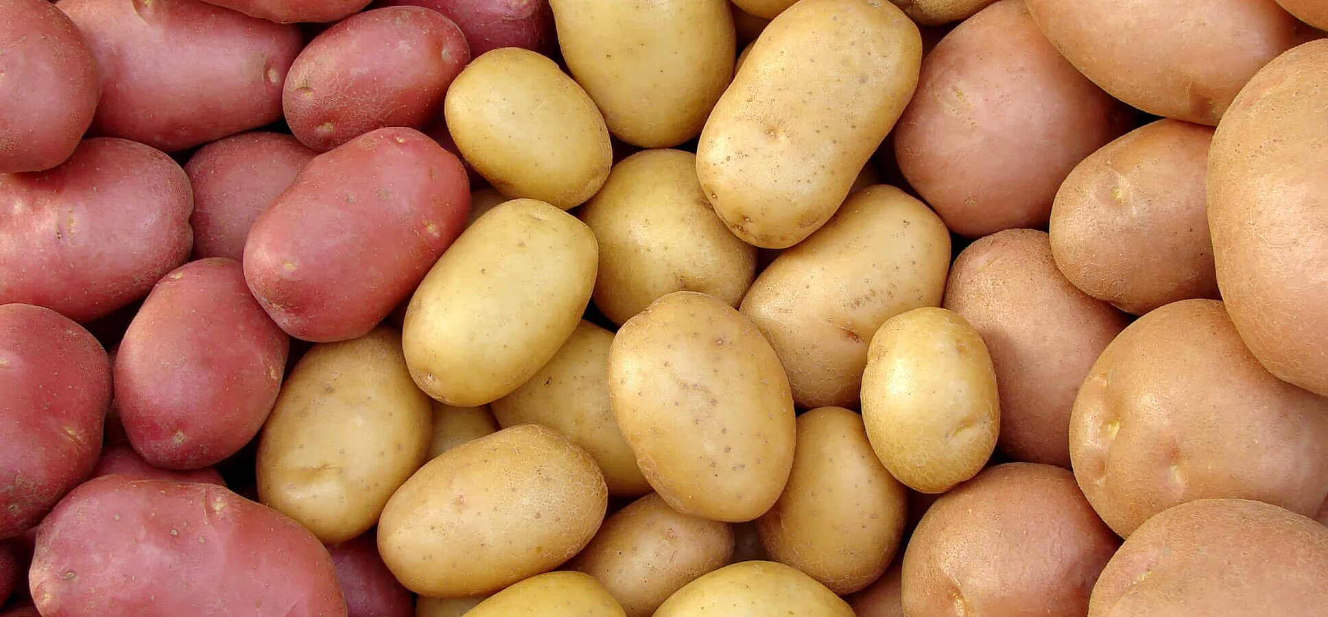 potato day