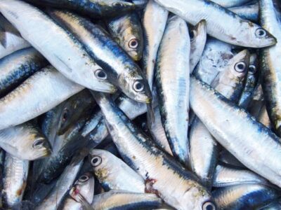 sardines day
