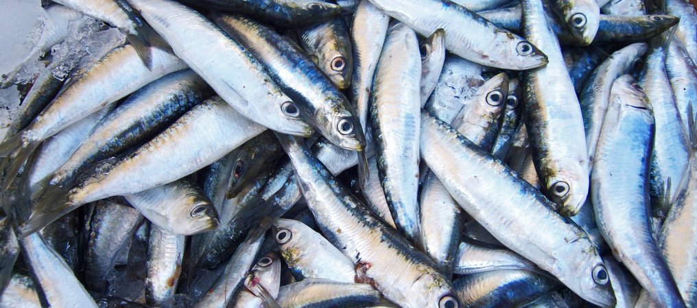 sardines day